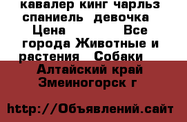  кавалер кинг чарльз спаниель -девочка › Цена ­ 45 000 - Все города Животные и растения » Собаки   . Алтайский край,Змеиногорск г.